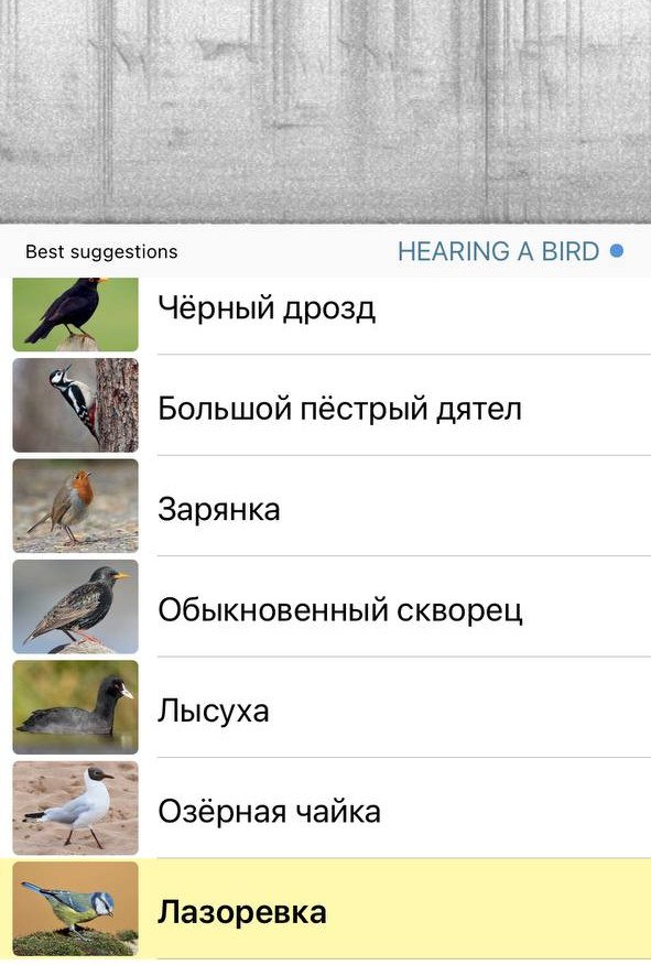 Бёрдвотчинг для аудиала